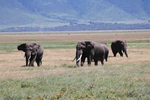Elephants 1