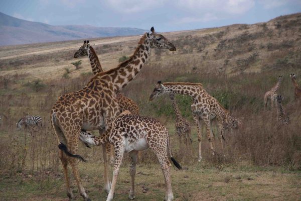 Girraffe 5