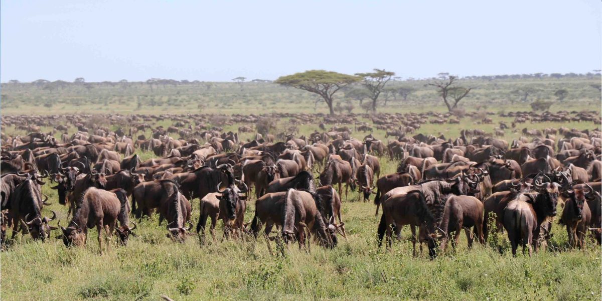 Wildbeest 1