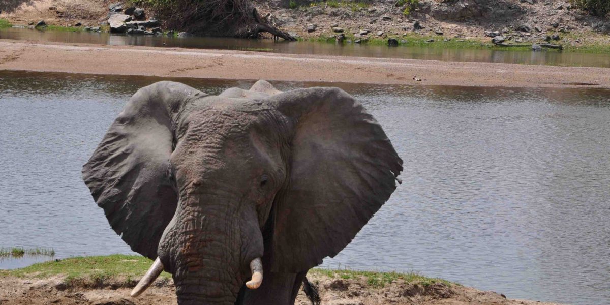 elephants 4 - Copy